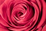 2019-01-02 21-57-12 (C) rose 6795-6814 stacked.jpg