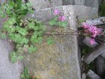 IMG_2111.JPG