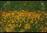 Blumen_2.jpg