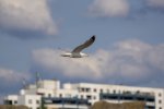 FlyPic11.jpg