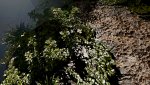Shadow of the Tomb Raider Super-Resolution 2019.07.01 - 20.52.38.82 Thumbnail.jpg