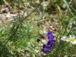 P1120175.jpg