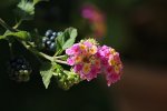 IMG_5920_Fotor.jpg