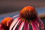 DSC_8164s.jpg