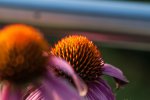 DSC_8157s.jpg