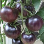 3004_Black-Cherry_600x600.jpg