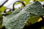 DSC_8254s.jpg