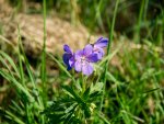 P1010178-2.jpg