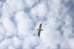 IMG_0926.jpg