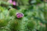 DSC03299.JPG