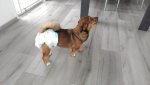 IMG_20190803_125330.jpg
