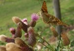 DSC03526.JPG