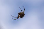 Spider.jpg