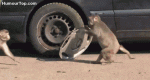 Bausa and Zuna.gif
