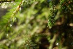 DSC03975.JPG