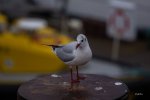FlyPic (1).jpg