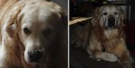 Dogfromhell.jpg