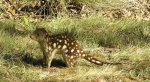Riesenbeutelmarder .jpg