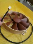 noctua.jpg