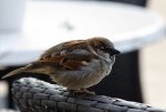 IMG_5268.jpg
