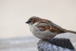 IMG_5359.jpg