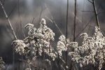 IMG_0294.jpg