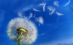 Blowing in the wind.jpg