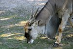 Elenantilope .jpg
