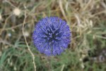 DSC09308.JPG