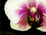 blume2.jpg
