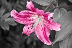 DSC_3022.jpg