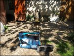 Falken 018.jpg