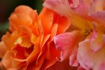 DSC05624.jpg