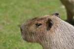 _DSC0031.jpg