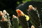 DSC09579.JPG