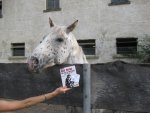 Tierischer SpielspaÃŸ.jpg