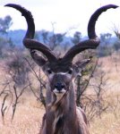 kudu-bull.jpg