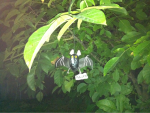 image-824694931.png