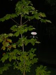 knisterbaum.JPG