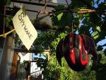 pcfledermaus.JPG