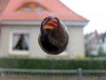 FlyPic.jpg