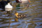 IMG_2204.jpg
