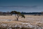 Zingst Feld2.jpg