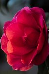 IMG_1062.jpg