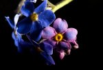 IMG_8204 stack.jpg