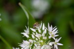 FlyPic25.jpg
