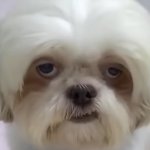 Dog Face.jpg