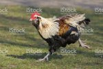 istockphoto-173927474-1024x1024.jpg