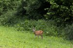 IMG_3877.jpg