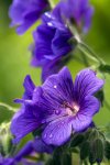 IMG_5287.jpg